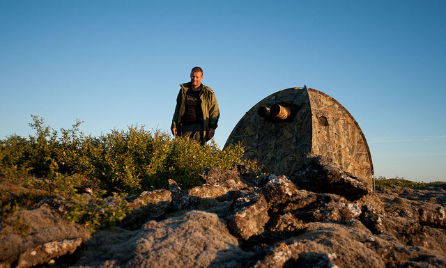 Photographing gyrfalcons from a hide