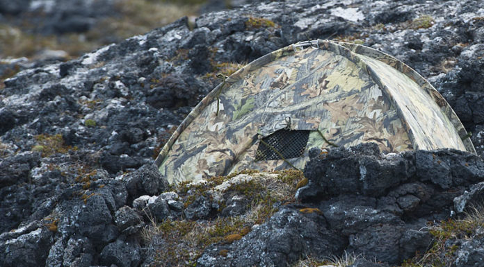 Wild arctic fox photography in Iceland