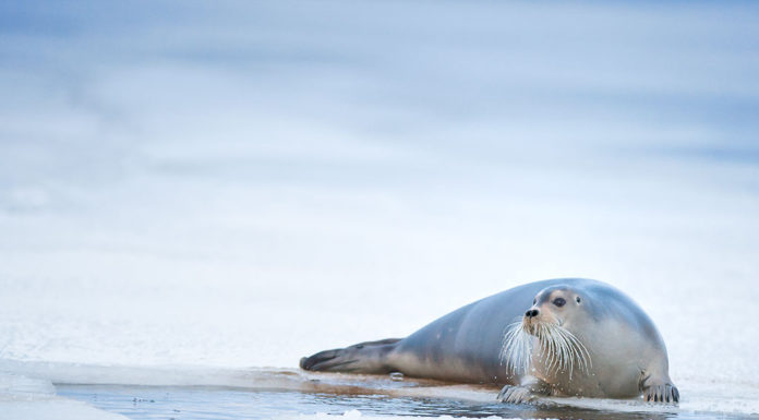 Bearded seal at my petrol station