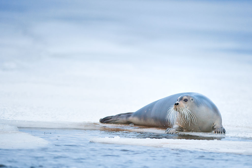 Bearded seal at my petrol station - Photographing Iceland