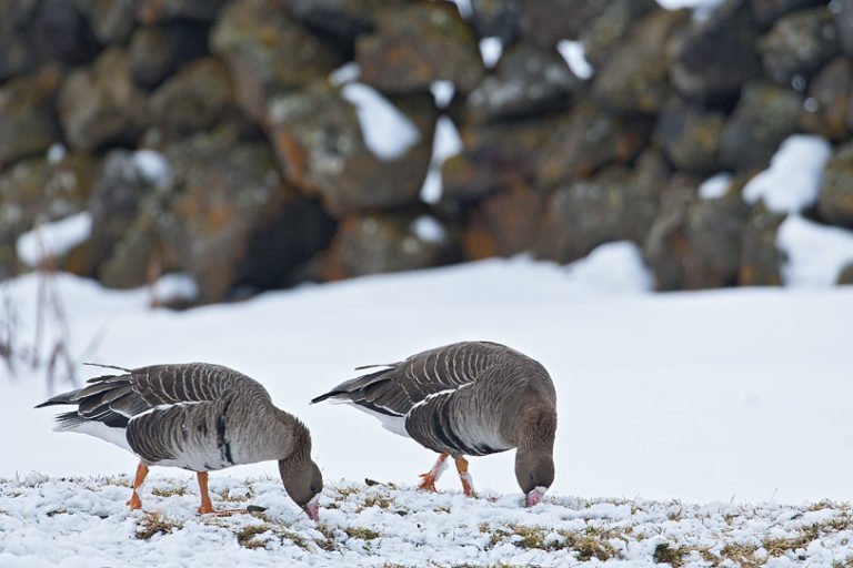 Eastern-white fronted geese in the frozen world of Myvatn