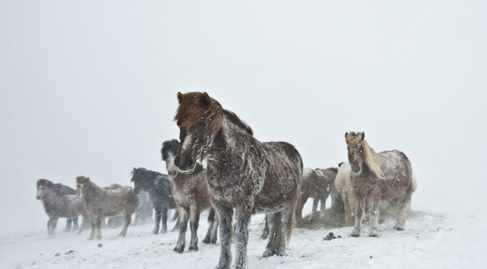Quality time in a snowstorm