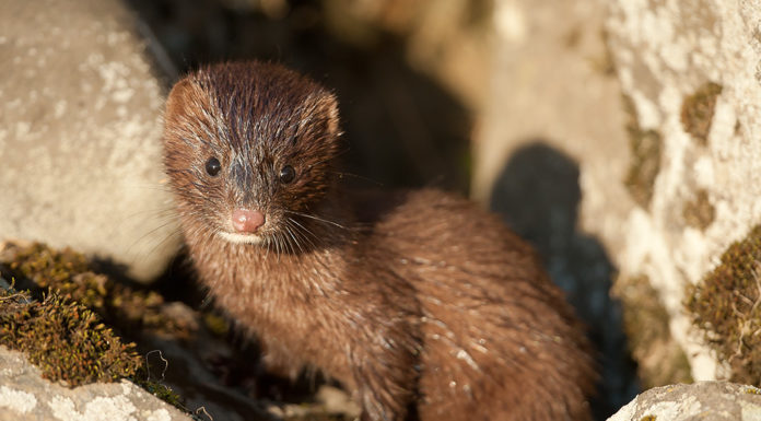 The hard to find mink is found