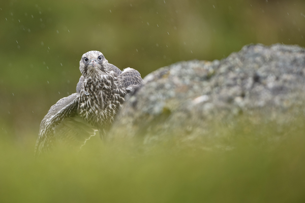 Bird photography in Iceland