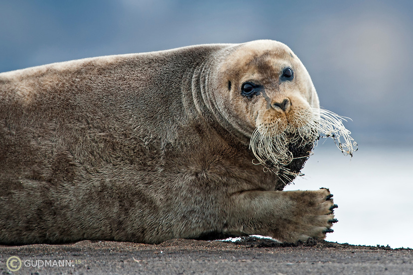 Bearded seal posing - Photographing Iceland