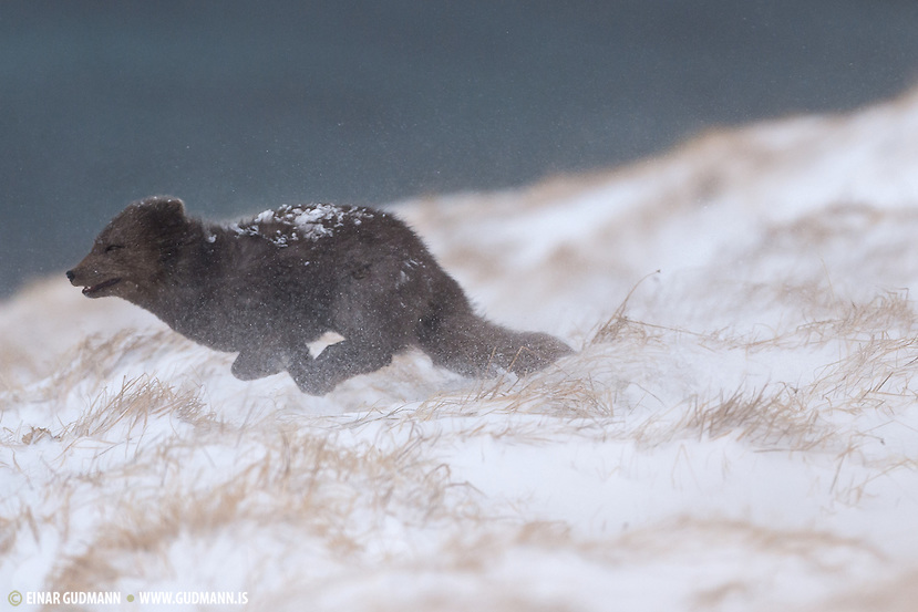 Arctic Fox, Vulpes lagopus fuliginosus