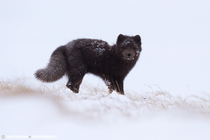 Arctic Fox, Vulpes lagopus fuliginosus