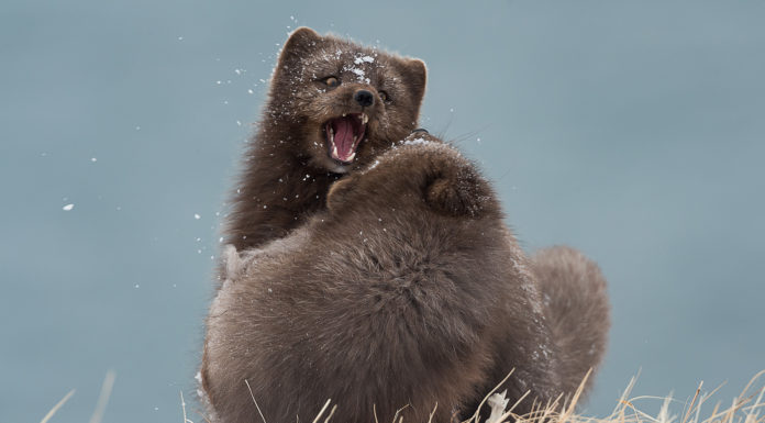 The life and death of arctic foxes in Iceland
