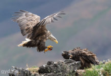 Sea Eagle landing at the nest with alive lumpfish