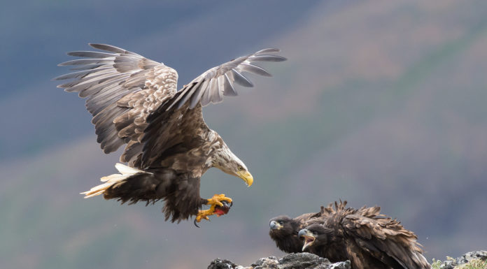 The invisible work behind the photos Sea Eagle landing at the nest with alive lumpfish