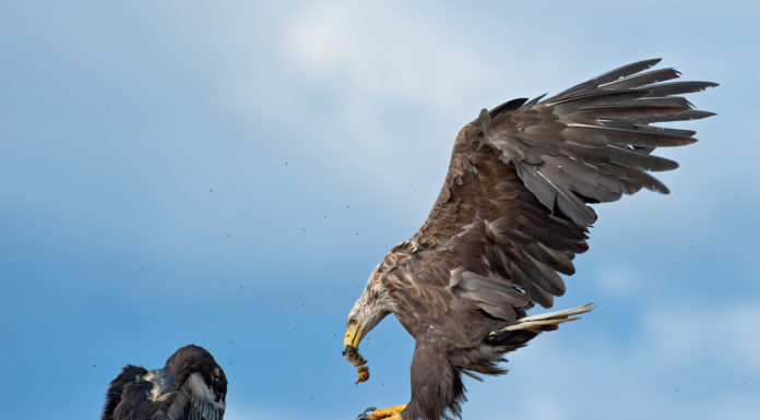 White-tailed eagle photography Haförn, Sea-eagle