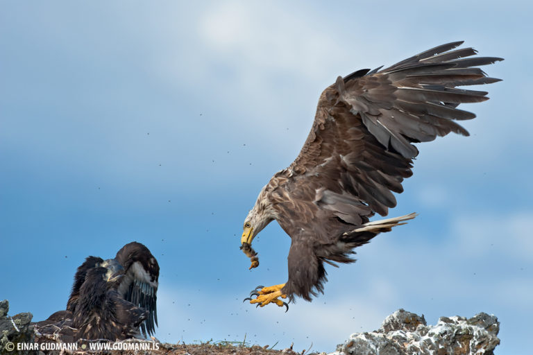 White-tailed eagle photography
