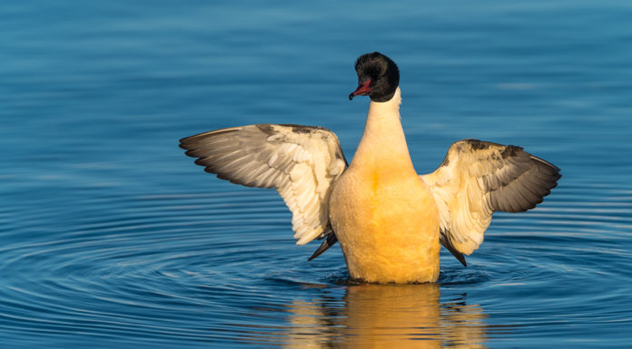 Reunion with a family of common mergansers after nine years