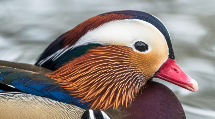 Mandarin duck makes the headlines in Iceland
