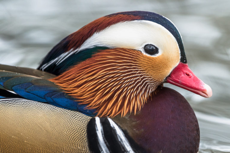 Mandarin duck makes the headlines in Iceland