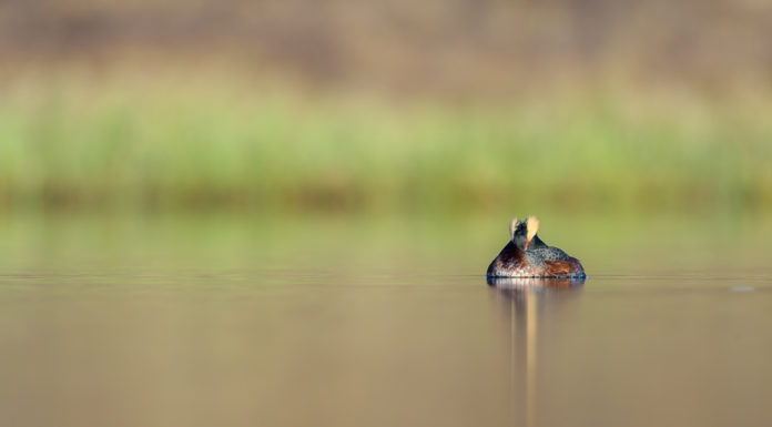 Beginning of the bird photography season in Iceland