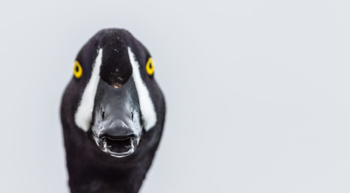 Getting really close to the birds