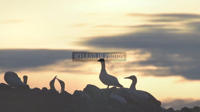 Gannets in the midnight sun at Raudinupur