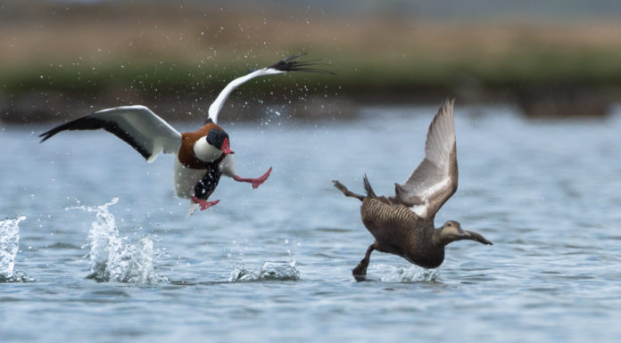 Bird action photography in east-Iceland