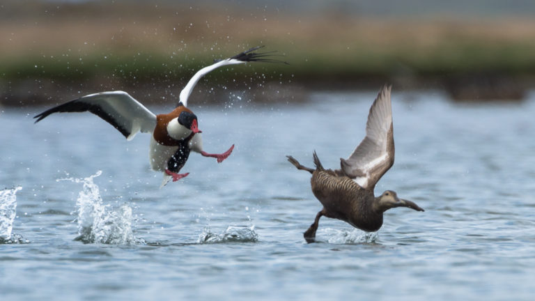 Bird action photography in east-Iceland