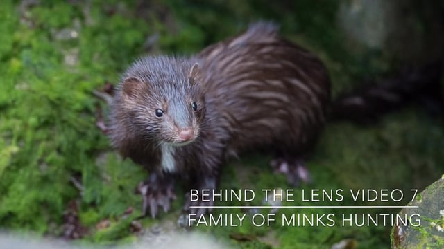 Family of minks hunting