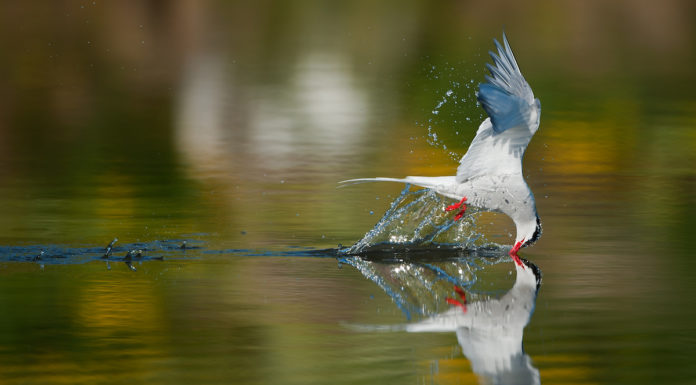 Arctic tern having a good time