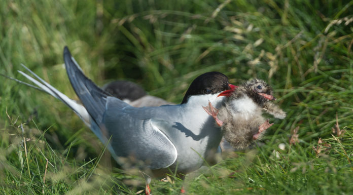 Dapurleg örlög kríuunga