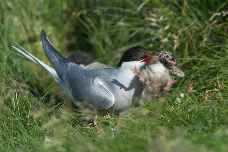 The grim fate of a arctic tern chick