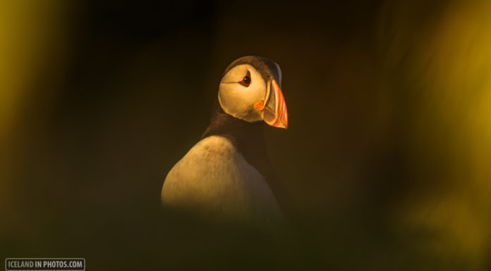Puffins seen in a different light in Grimsey