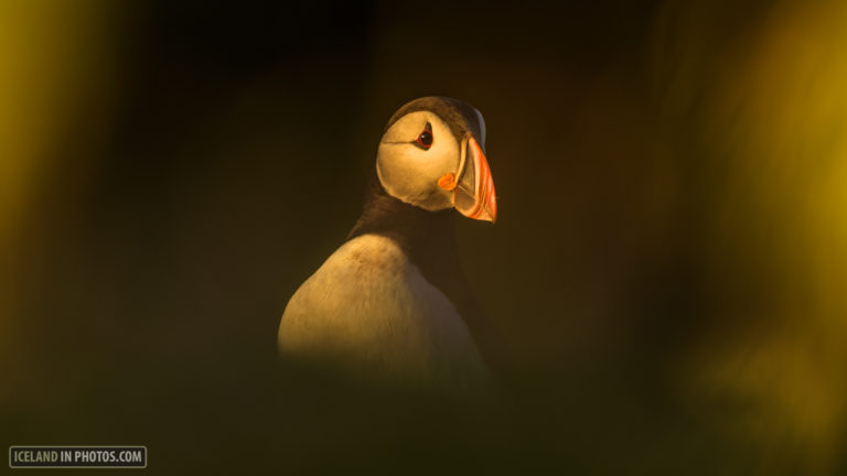 Puffins seen in a different light in Grimsey