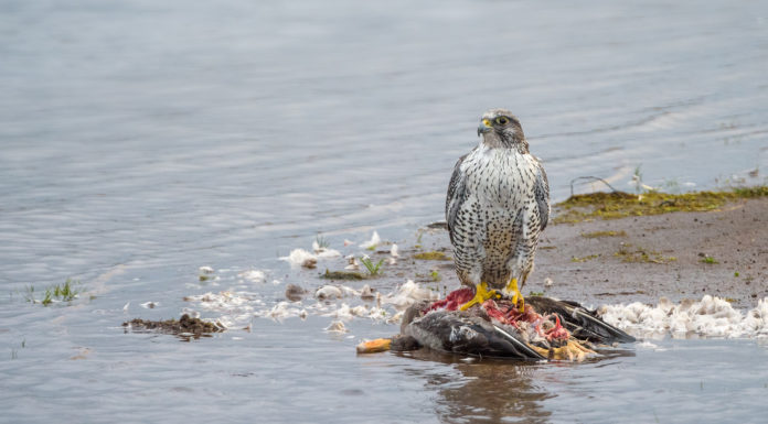 Gyrfalcon hunting a greylag goose