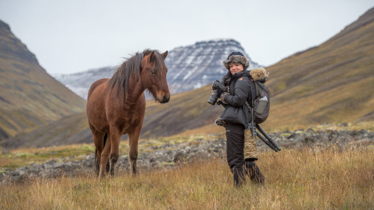 Photographing corralling of icelandic horses in the north