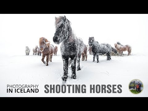 Shooting horses in a snowstorm