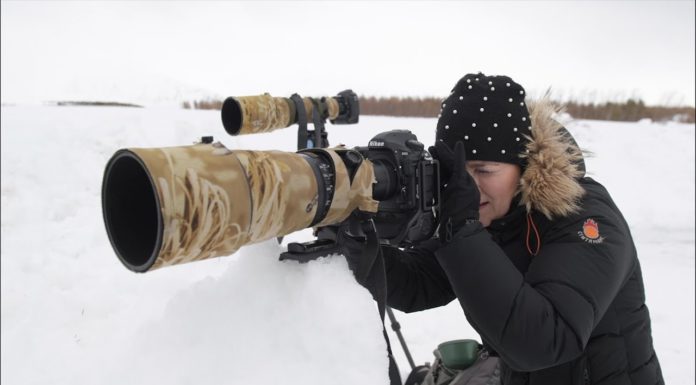 White Bird Photography In A Winter White-Out