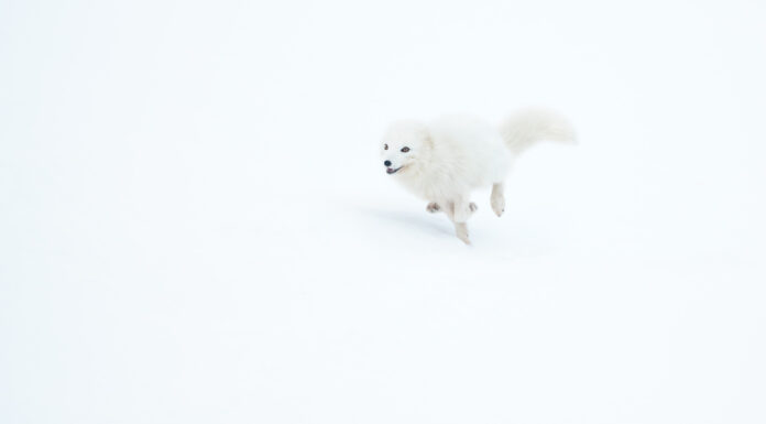 In the company of arctic foxes
