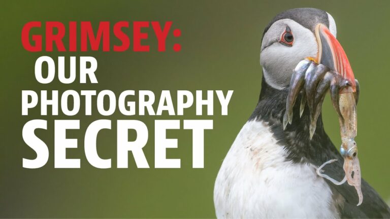 Grimsey – our Wildlife Photography Secret