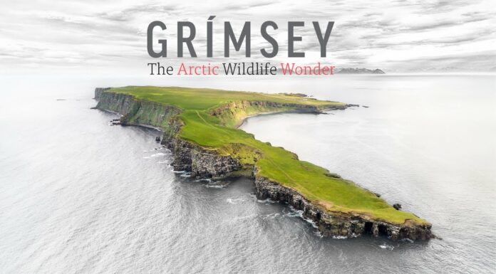 Grimsey – The Arctic Wildlife Wonder