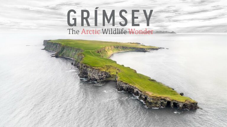 Grimsey – The Arctic Wildlife Wonder