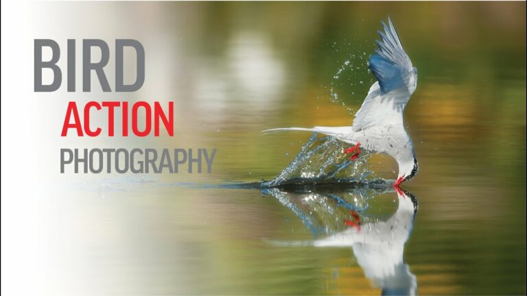 A Relaxing Day of Bird Action Photography