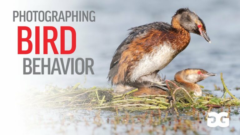 Photographing Bird Behavior