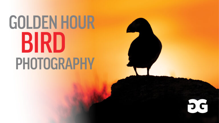 A beautiful evening of bird photography during the golden hour