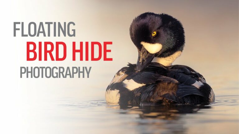Floating bird hide photography