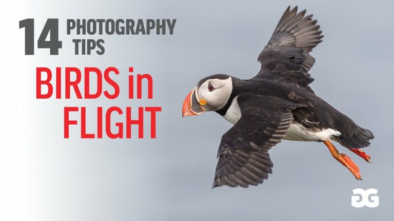 14 Photography tips for capturing birds in flight
