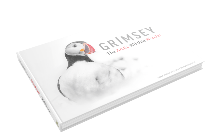 Grímsey – The Arctic Wildlife Wonder
