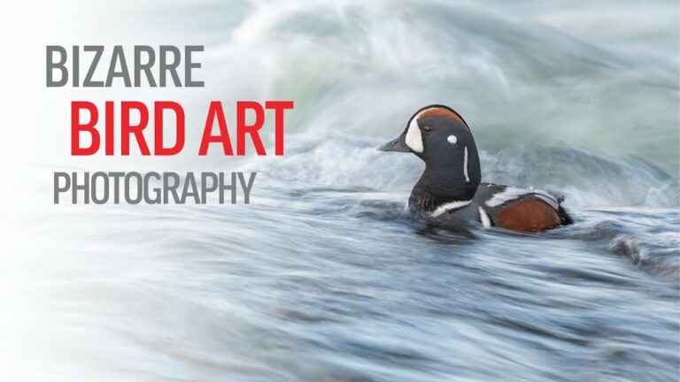 Bizarre Bird Art Photography