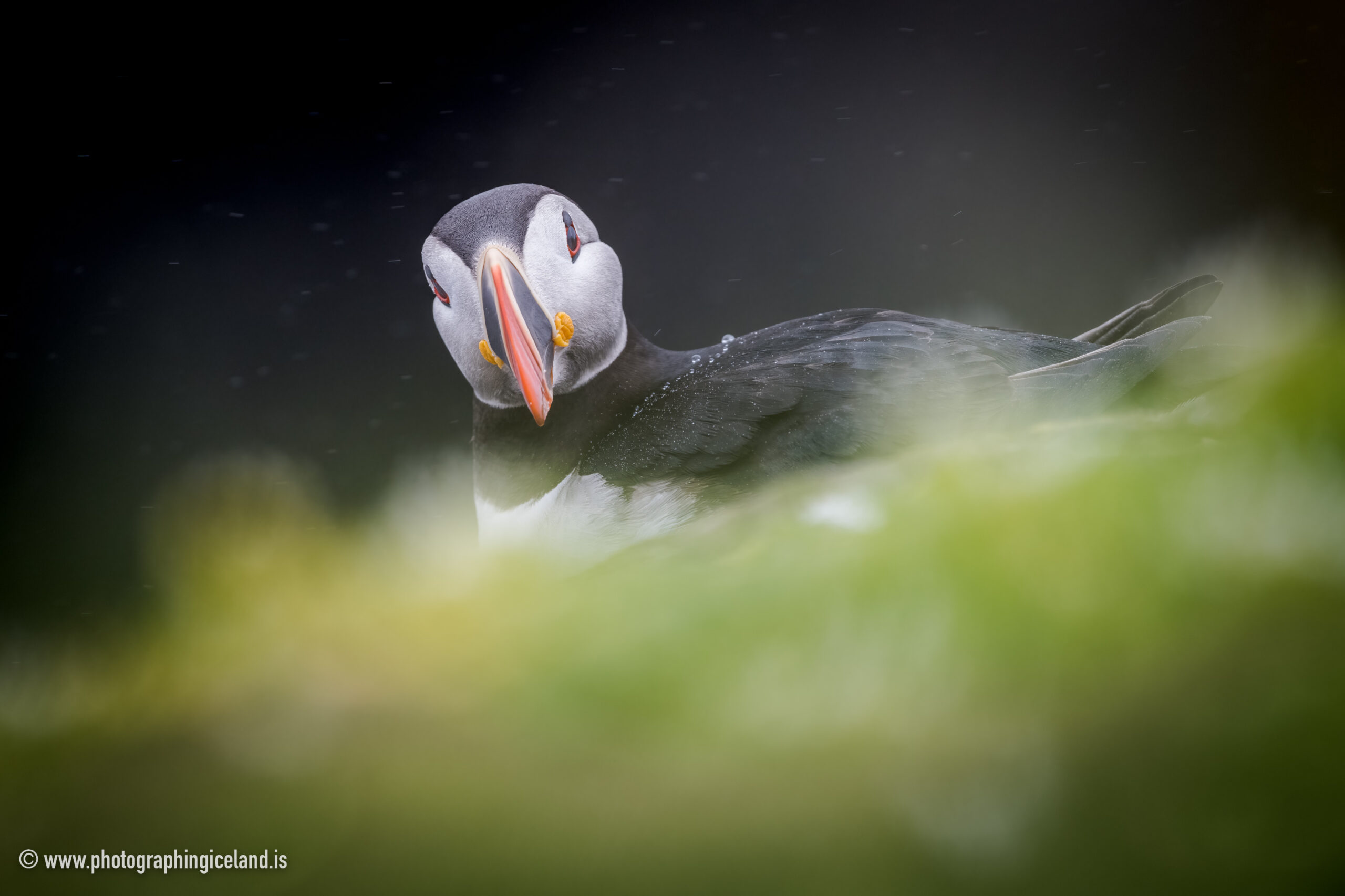 Laura's Birding Blog: Puffins! Distinctive Adaptations