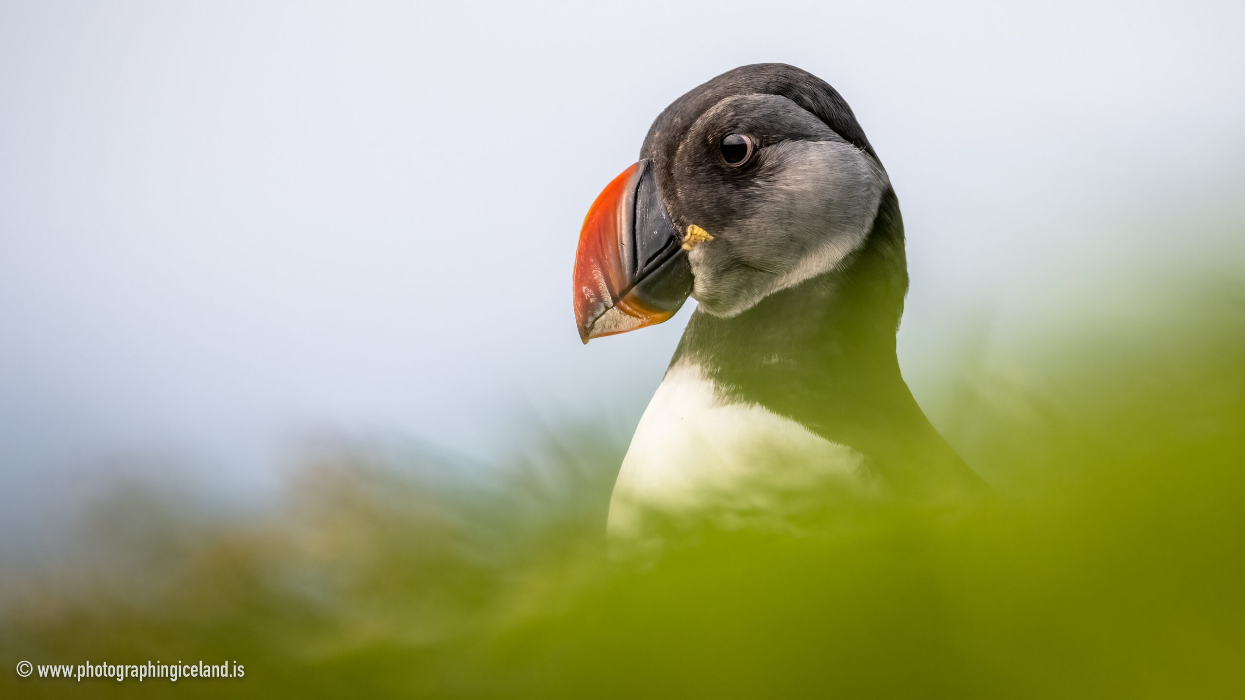 A very special puffin