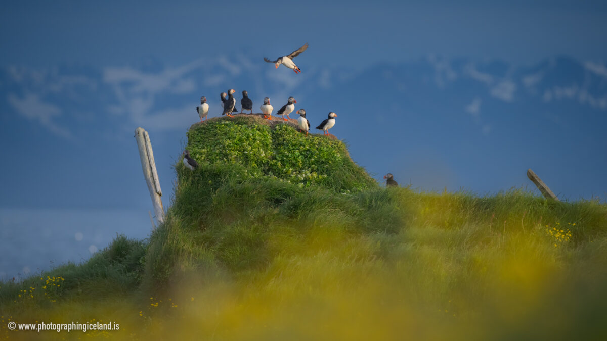 Puffins in Grimsey in Iceland