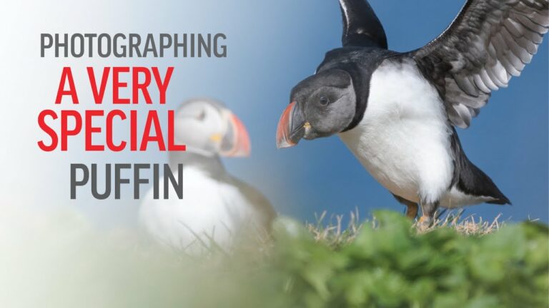 Photographing a very special puffin