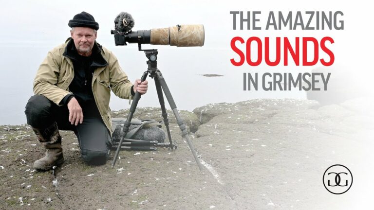 The amazing sounds of the bird cliffs in Grimsey
